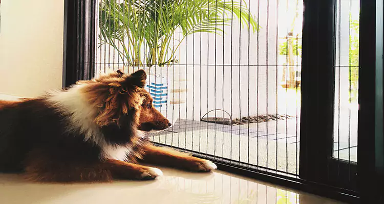 Sliding Screen Pet Door Repair in New Smyrna Beach, FL
