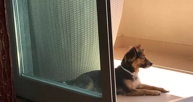 French Door Pet Screen Repair in New Smyrna Beach, FL